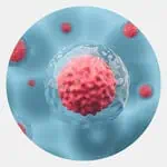 Blastocyst