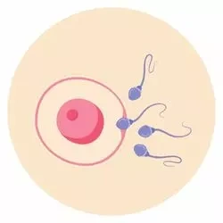 Ejaculation Dysfunction​