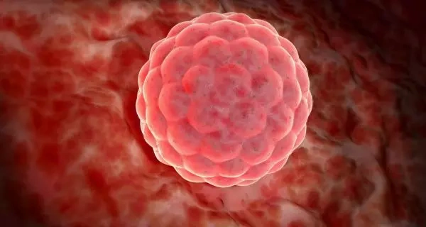 blastocyst culture