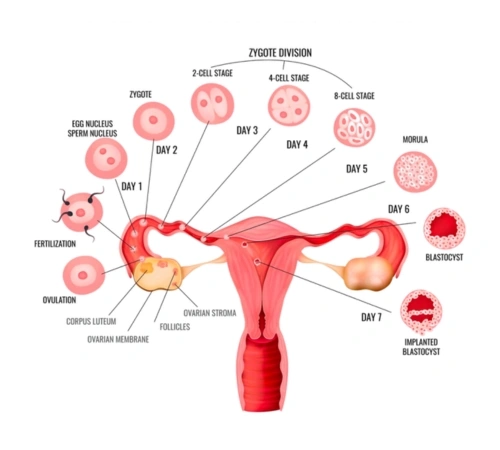 ovulation stimulation